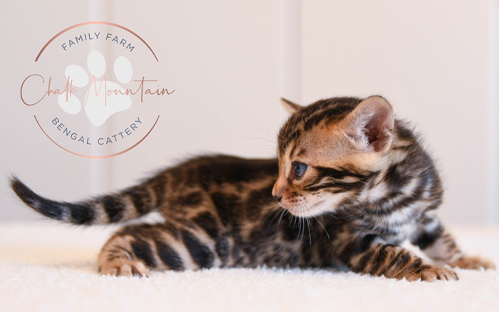 Bengal kitten for sale
